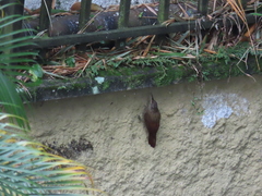 Lepidocolaptes souleyetii lineaticeps