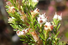 Erica inconstans
