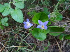 Viola reichenbachiana