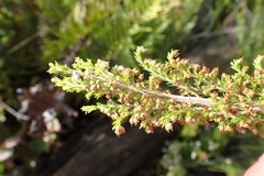 Erica inconstans