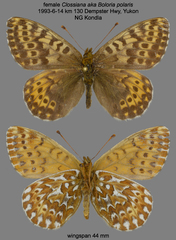 Boloria polaris