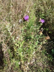 Cirsium ukranicum
