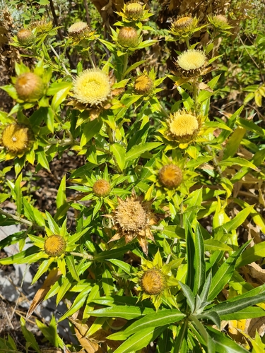 Carlina salicifolia