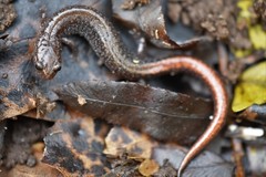 Plethodon angusticlavius