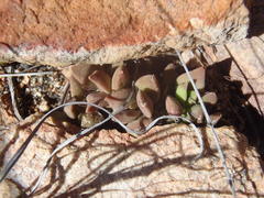 Anacampseros telephiastrum