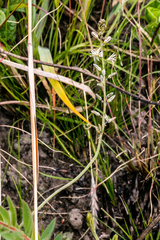 Drimia echinostachya