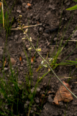 Drimia echinostachya