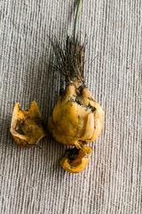 Drimia echinostachya