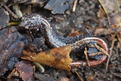 Plethodon angusticlavius
