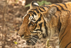 Panthera tigris tigris