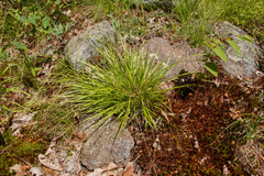 Dichanthelium linearifolium