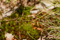 Dichanthelium linearifolium