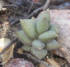 Anacampseros telephiastrum