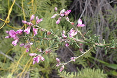 Indigofera concava