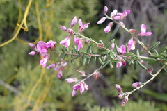 Indigofera concava