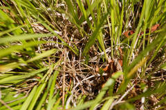 Dichanthelium linearifolium