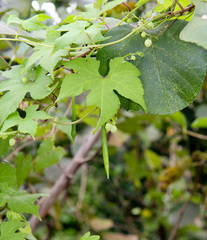 Ceratiosicyos laevis