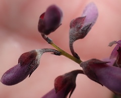 Indigofera concava