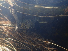Trimerodytes aequifasciatus
