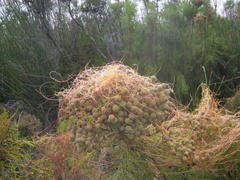 Cuscuta appendiculata