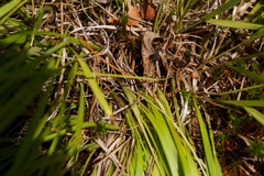 Dichanthelium linearifolium