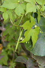 Ceratiosicyos laevis