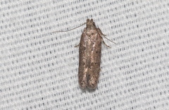 Hypatima