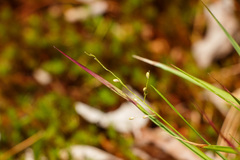 Dichanthelium linearifolium