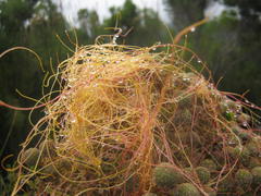 Cuscuta appendiculata