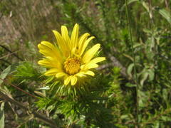 Cullumia carlinoides
