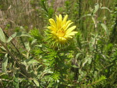 Cullumia carlinoides