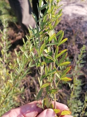Chamaecytisus kreczetoviczii