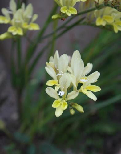 Nardouw Bobbejaantjie (Babiana unguiculata)