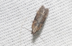 Hypatima