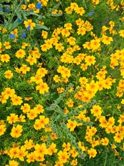 Tagetes lunulata
