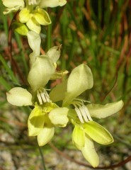 Babiana unguiculata