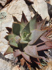 Aloe comptonii