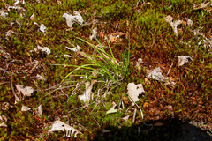 Dichanthelium linearifolium