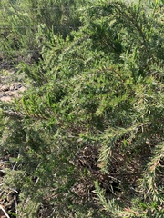 Cliffortia strobilifera