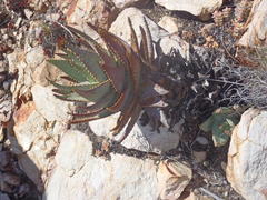 Aloe comptonii