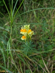 Linaria biebersteinii