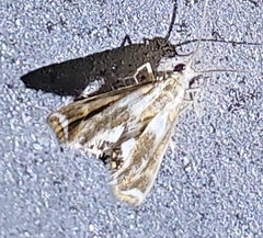 Chrysendeton medicinalis