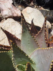Aloe comptonii