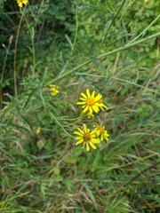 Jacobaea grandidentata