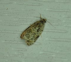 Olethreutes furfuranum