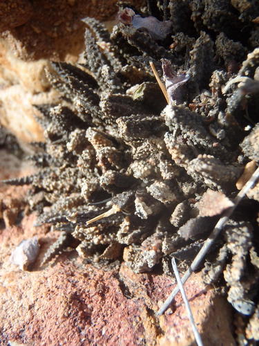 Haworthia scabra Haw. 3