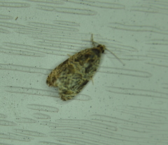 Olethreutes furfuranum