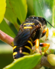 Ectemnius decemmaculatus