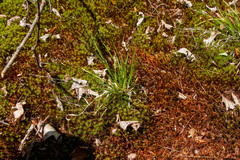 Dichanthelium linearifolium