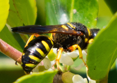 Ectemnius decemmaculatus